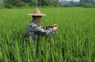 袁隆平：拓展“红线”外耕种面积 保障粮食安全