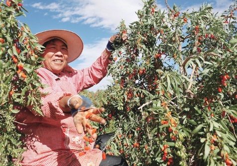 农货上行通路有了“高速路” 农货上行通路有了“高速路”