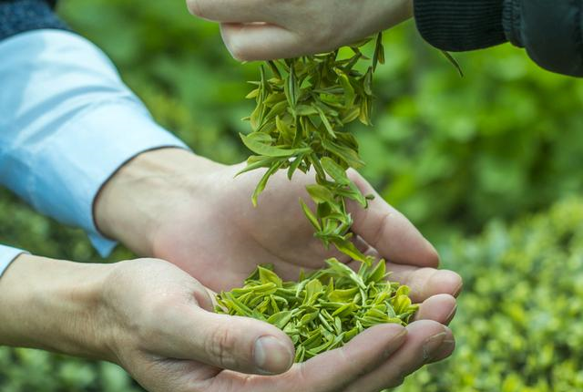 中国茶叶标准建立加快