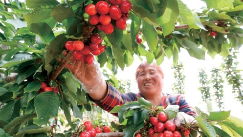 集体经济产业园助农增收 集体经济产业园助农增收